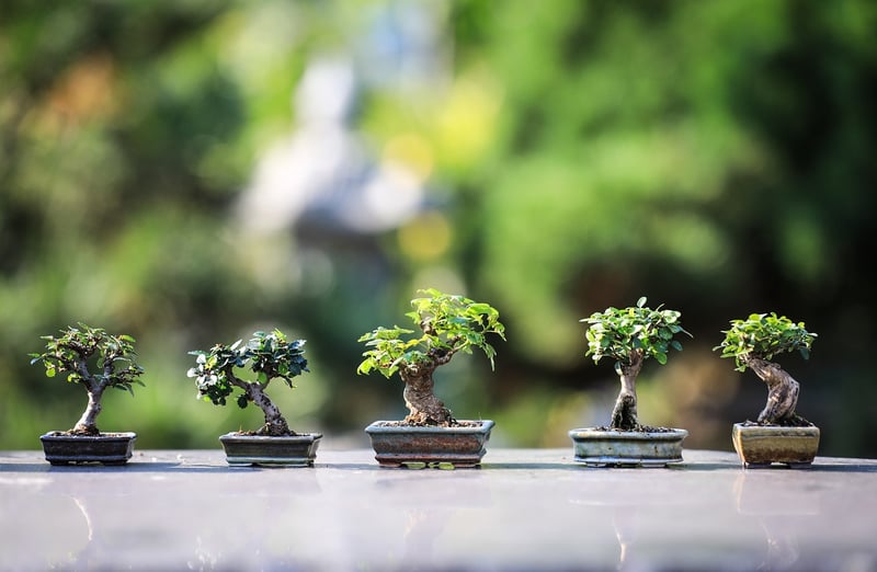 Fairy Garden