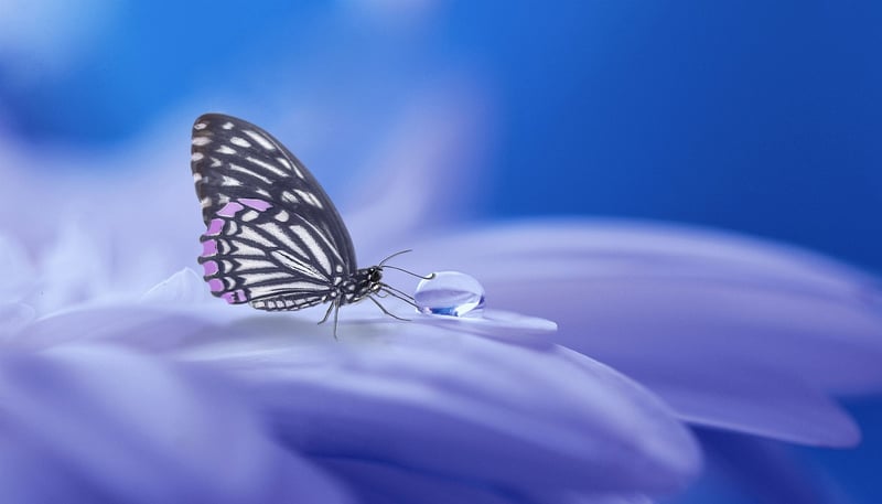 Fantasy Blooms Image